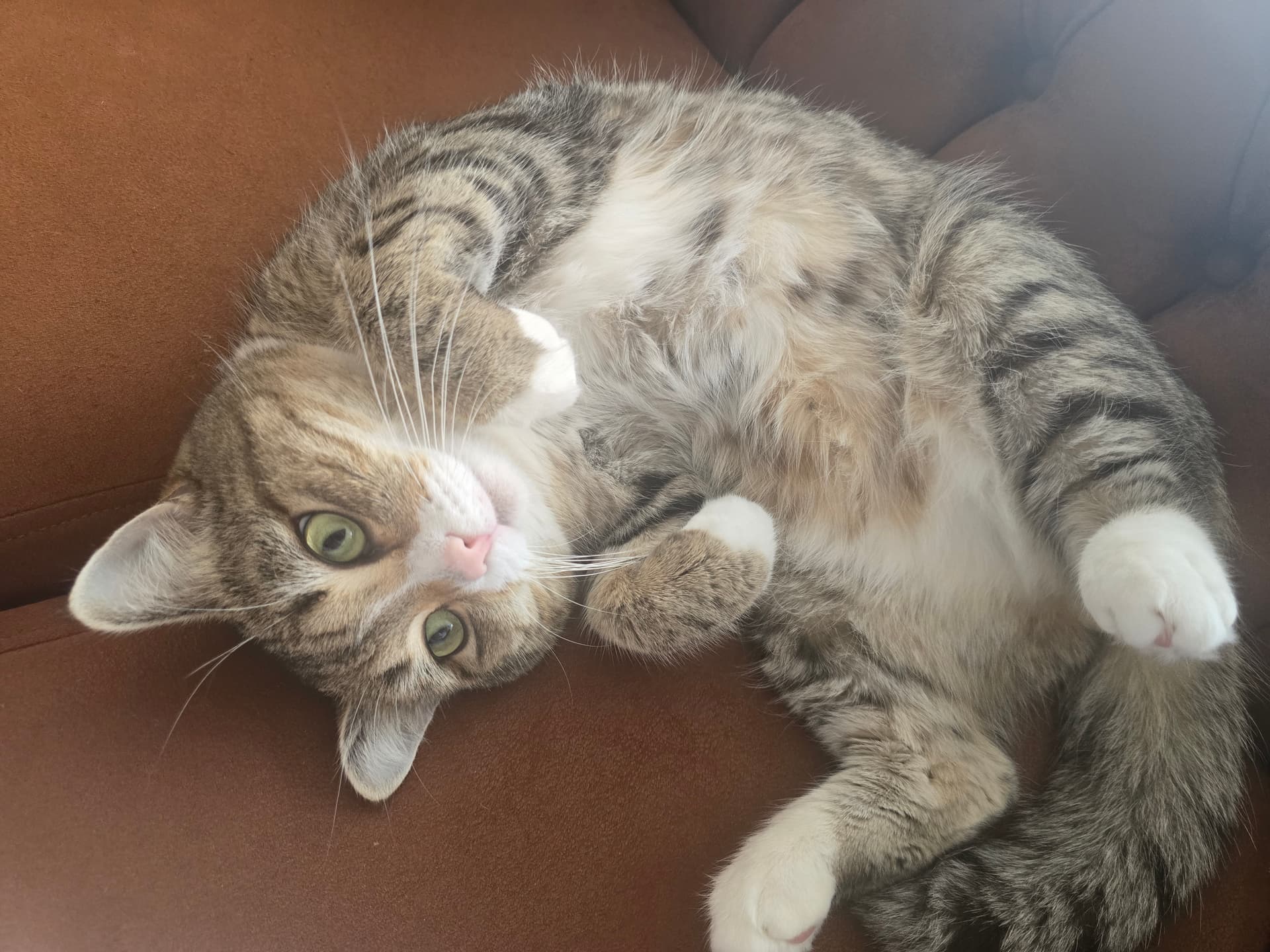 Myydään kissa