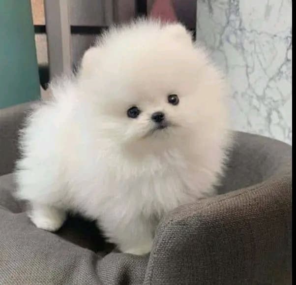 Pomeranianin pentuja myytävänä
