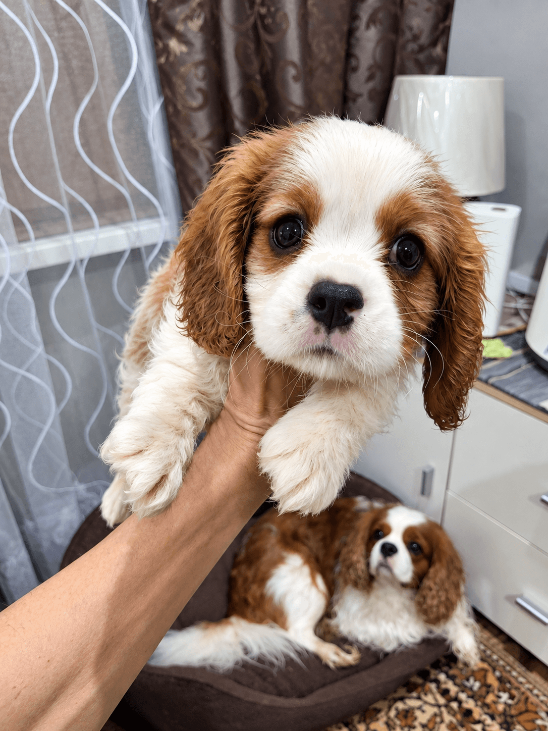Cavalier King Charles -spanielin pentuja.